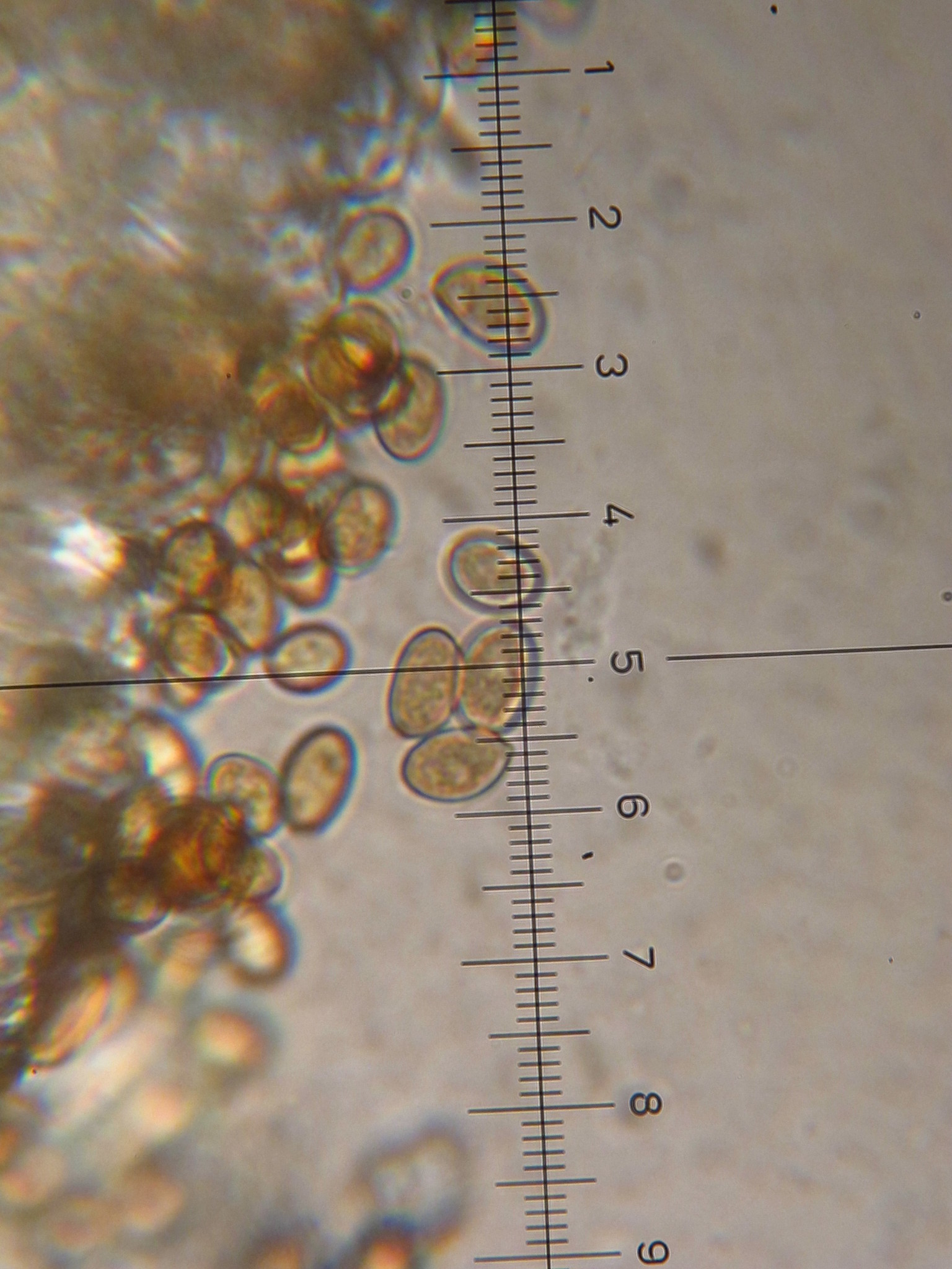 Inocybe geophylla image