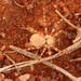 Banded Leg Ground Running Spider - Photo (c) Cecile Roux, some rights reserved (CC BY-NC), uploaded by Cecile Roux