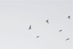 Calcarius lapponicus