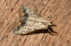 Autocharis
