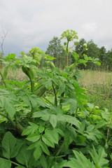 Angelica archangelica litoralis