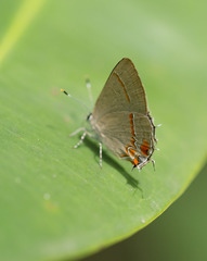 Calycopis origo
