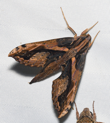 Xylophanes ceratomioides