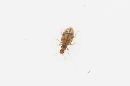 plaster beetle