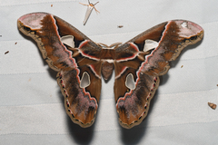 Rothschildia lebeau