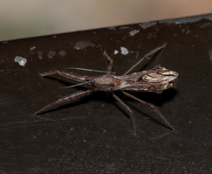 Endochus cingalensis