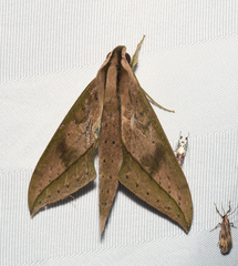 Xylophanes anubus