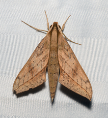 Xylophanes anubus
