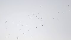 Calcarius lapponicus