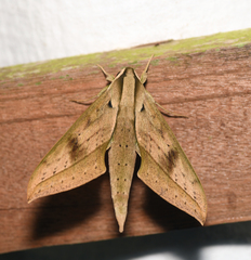 Xylophanes anubus
