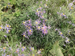 Galatella dahurica