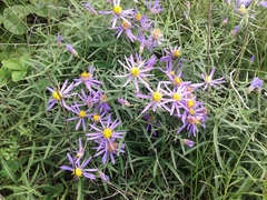 Galatella dahurica
