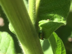 Spintherophyta semiaurata