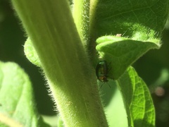Spintherophyta semiaurata