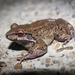 Peru White-lipped Frog - Photo (c) Omar M., some rights reserved (CC BY-NC), uploaded by Omar M.