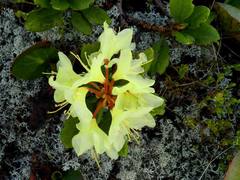 Rhododendron aureum