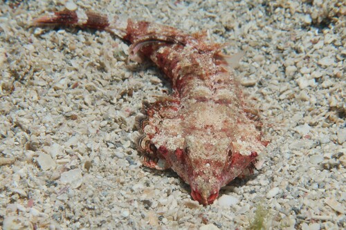 Seychelles dragonet (Synchiropus sechellensis) — Callionymidae — 4