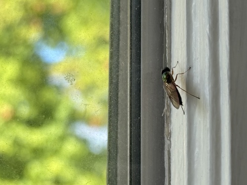 Unknown species found near NW Jackson Ave, Corvallis, OR, US