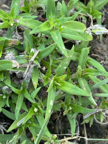 Prairie Mexican Clover (Richardia tricocca)