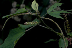 Acalypha angatensis