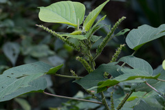 Acalypha angatensis