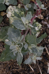 Atriplex laciniata
