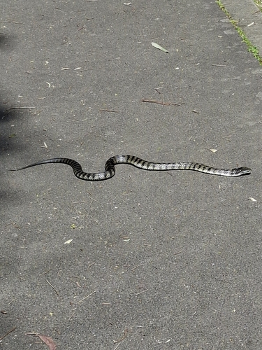 Tiger Snake sighting
