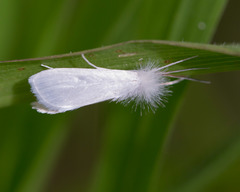 Rupela albina