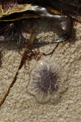 Cyanea lamarckii