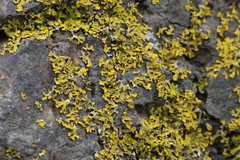Xanthoria aureola