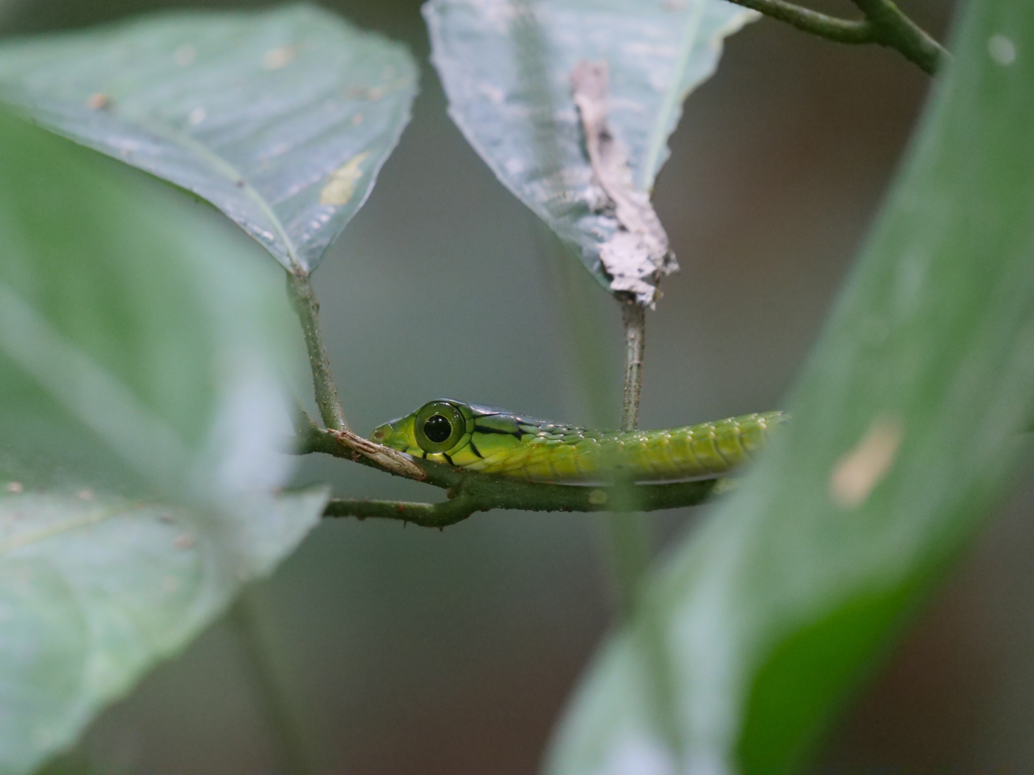 Spotted Dagger-Tooth Tree Snake photo 5
