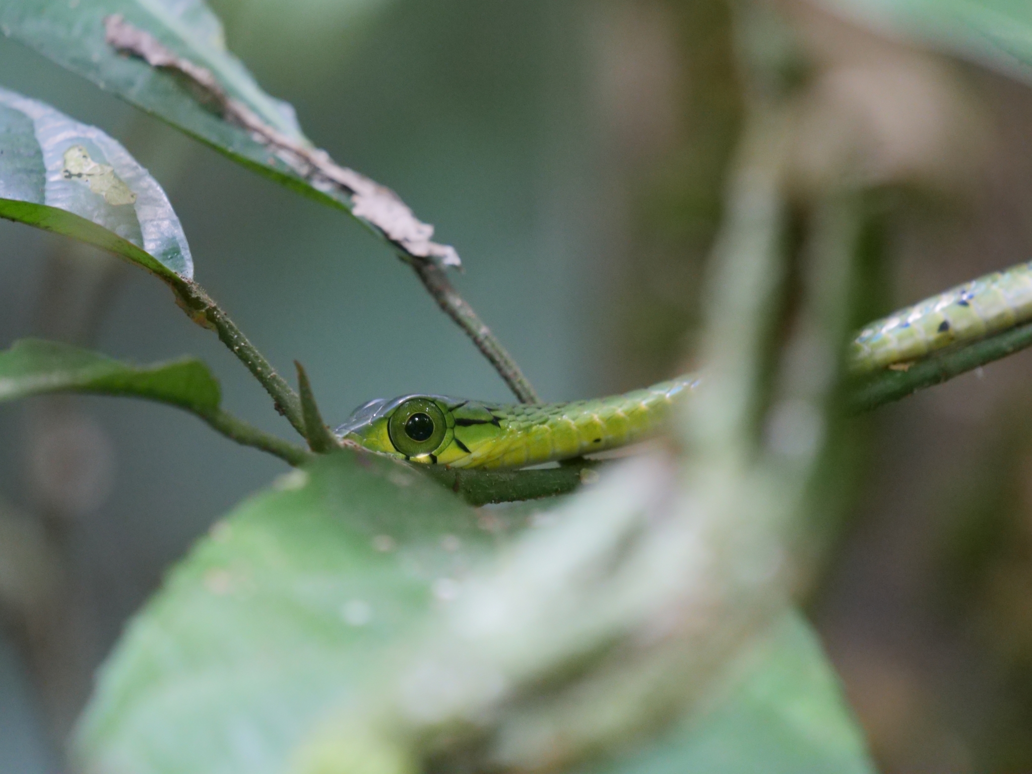 Spotted Dagger-Tooth Tree Snake photo 6