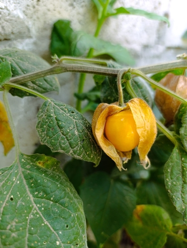 Cape gooseberry