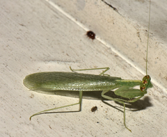 Ilomantis ginsburgae