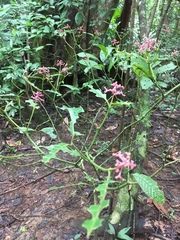 Palicourea acuminata