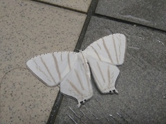 Urapteroides astheniata