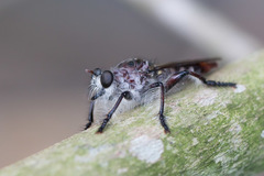 Andrenosomatini