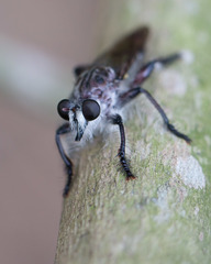 Andrenosomatini