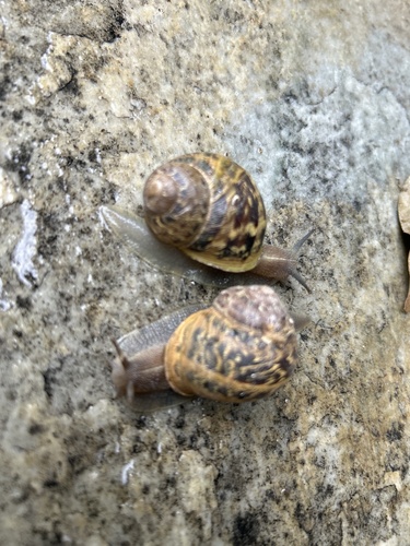 Cornu aspersum
