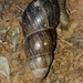 Cochlitoma ustulata - Photo (c) Sally Adam, alguns direitos reservados (CC BY-NC), uploaded by Sally Adam