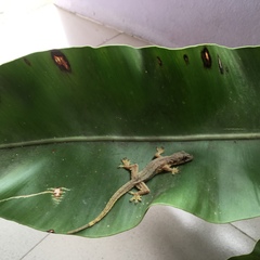 Hemidactylus platyurus