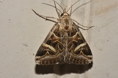 Cerocala vermiculosa