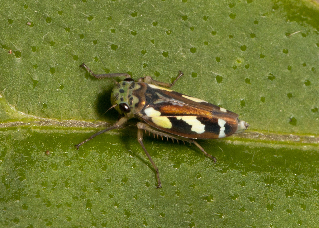 Stehlikiana halticula