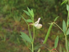 Lotus unifoliatus