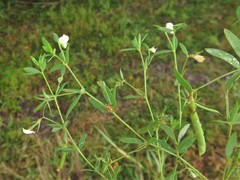 Lotus unifoliatus