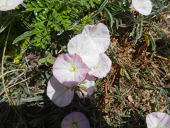 Convolvulus lineatus