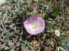 Convolvulus lineatus