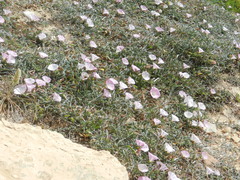 Convolvulus lineatus