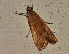 Achyra coelatalis