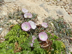 Convolvulus lineatus
